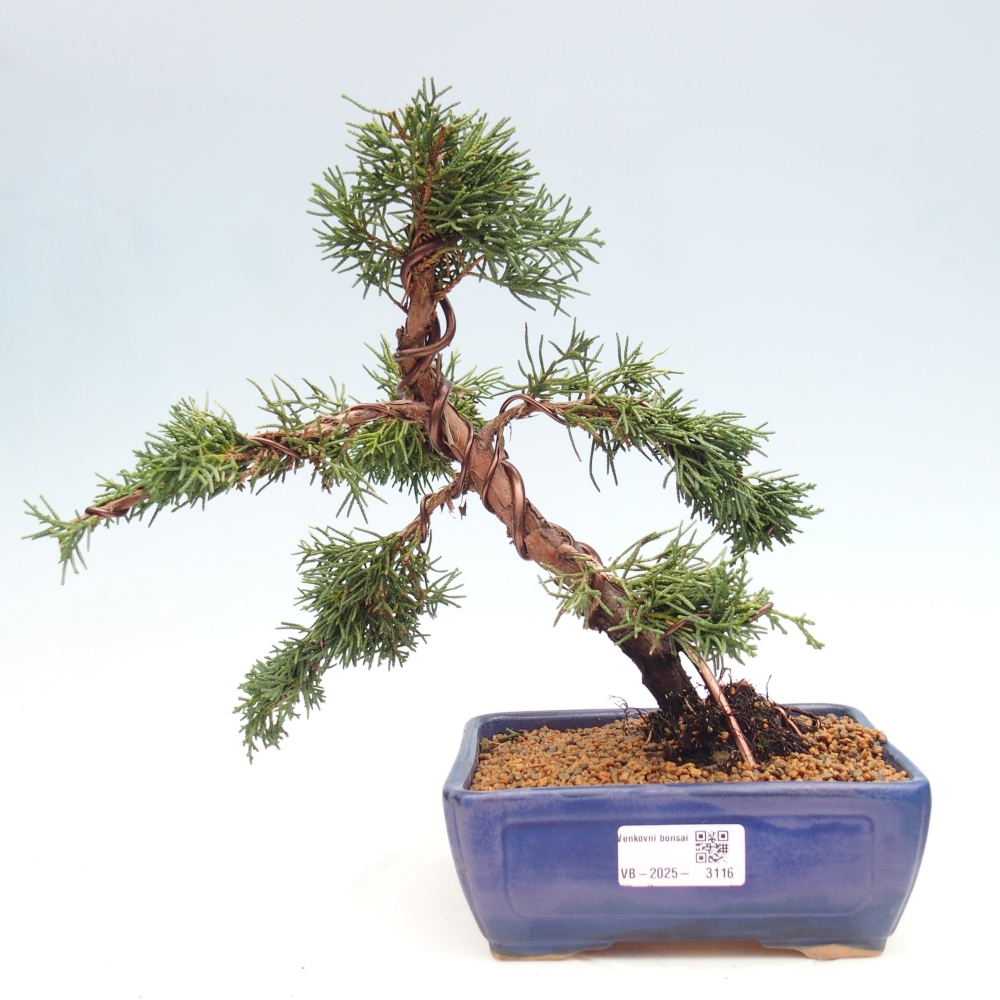 Outdoor bonsai - Juniperus chinensis Kishu - Chinese Juniper
