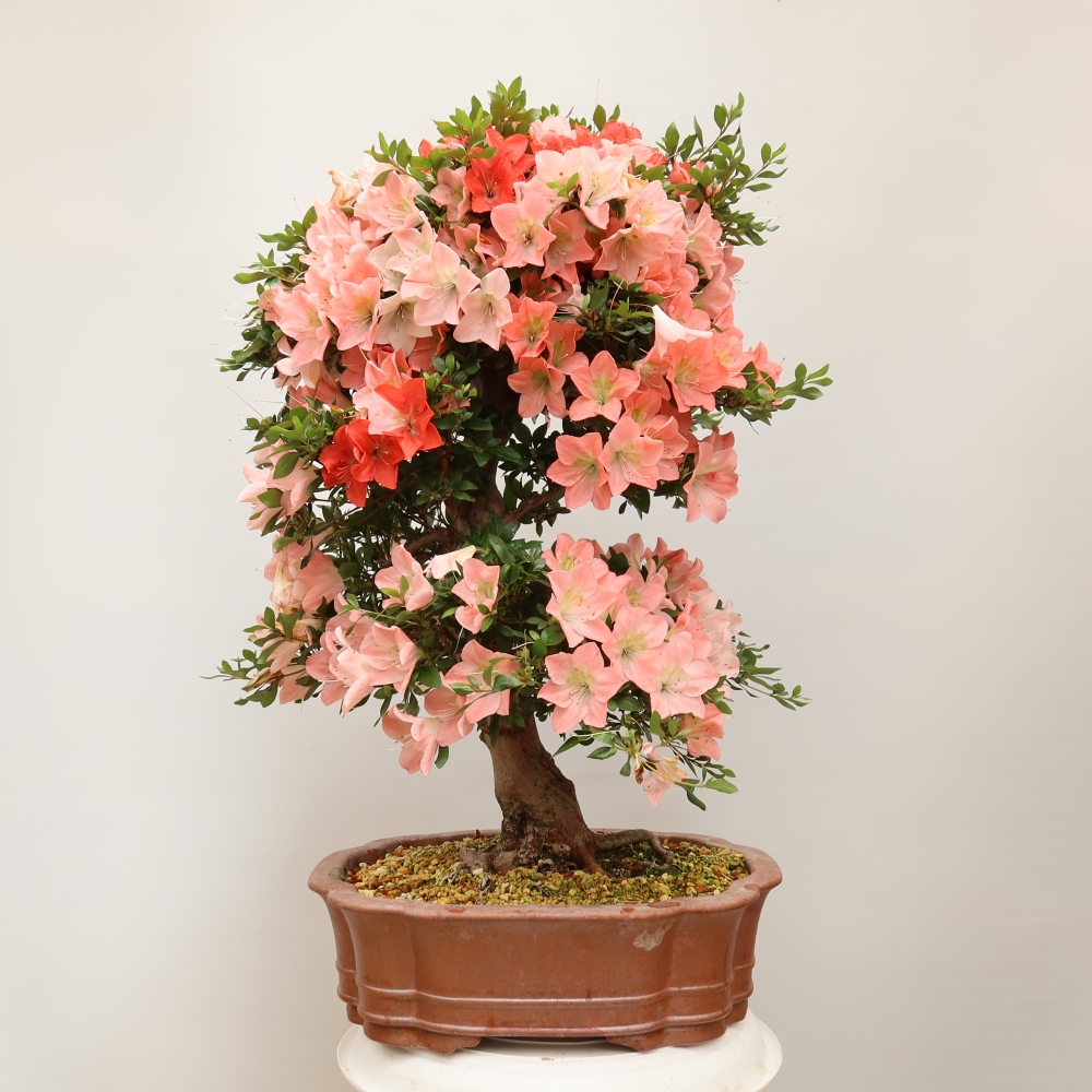 Outdoor bonsai - Japanese Azalea - Azalea Sansai