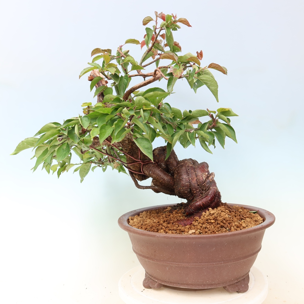 Outdoor Bonsai - Japanese Apricot - Prunus Mume