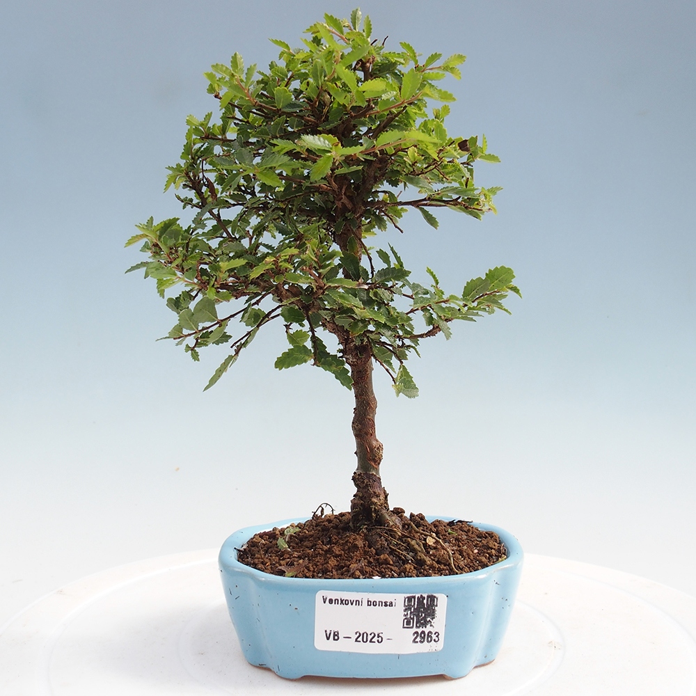 Outdoor bonsai - Ulmus parvifolia Sagei - Small-leaved elm