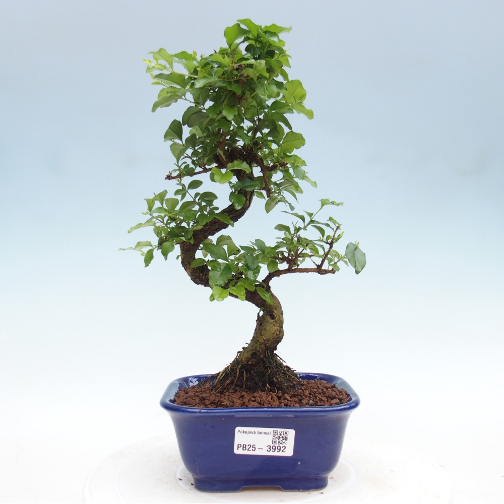 Room bonsai -Ligustrum chinensis - Birds Beak