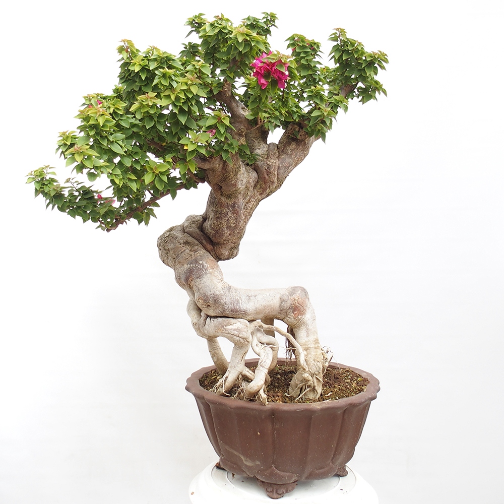 Indoor bonsai - Bouganwilea