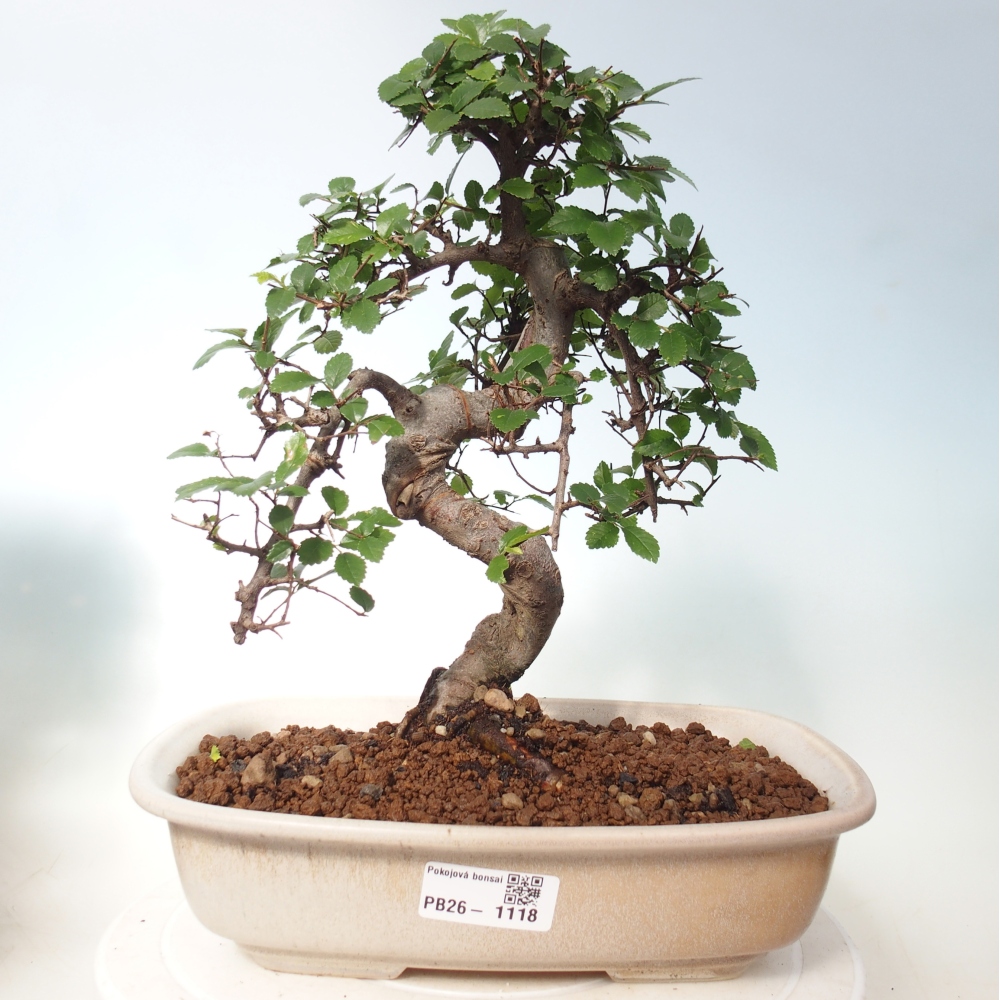 Room bonsai - Ulmus parvifolia - Small-leaved elm