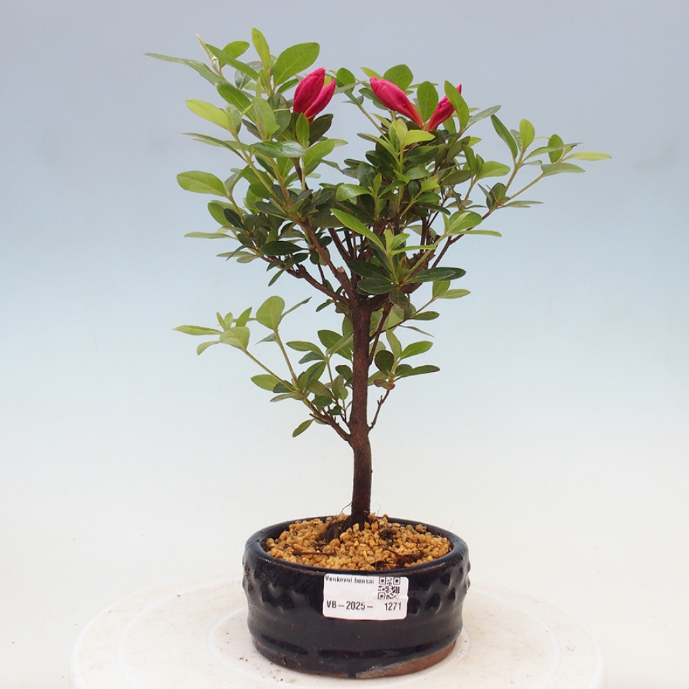 Outdoor bonsai - Japanese azalea - Azalea sp.