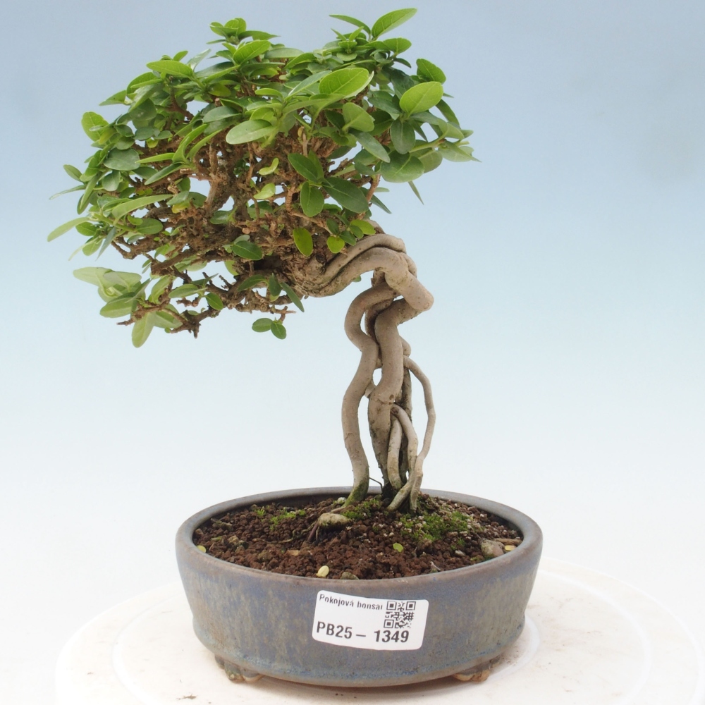 Indoor bonsai - Premna serratifolia - Kozlovon small-leaved