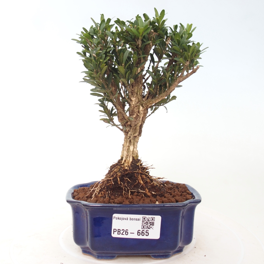 Room bonsai - Buxus harlandii - cork buxus