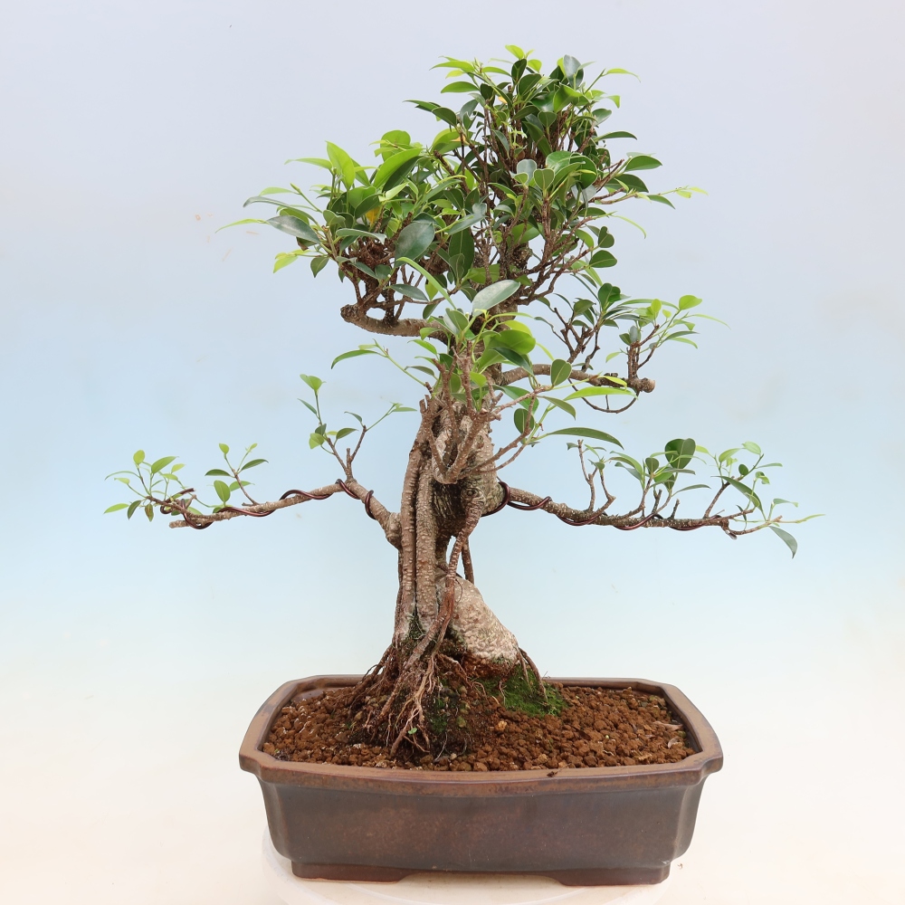 Room bonsai - Ficus kimmen - small-leaved ficus