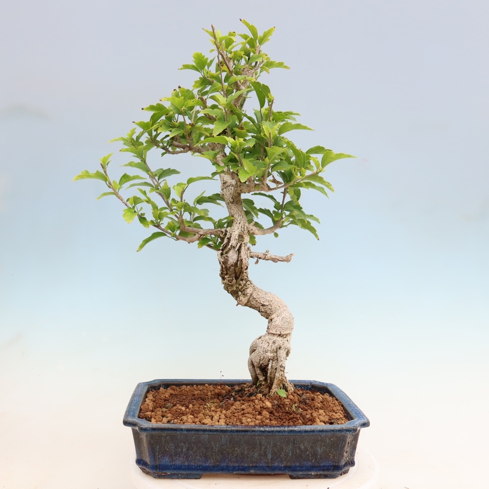 Outdoor Bonsai - Hibiscus syriacus - Syrian Hibiscus