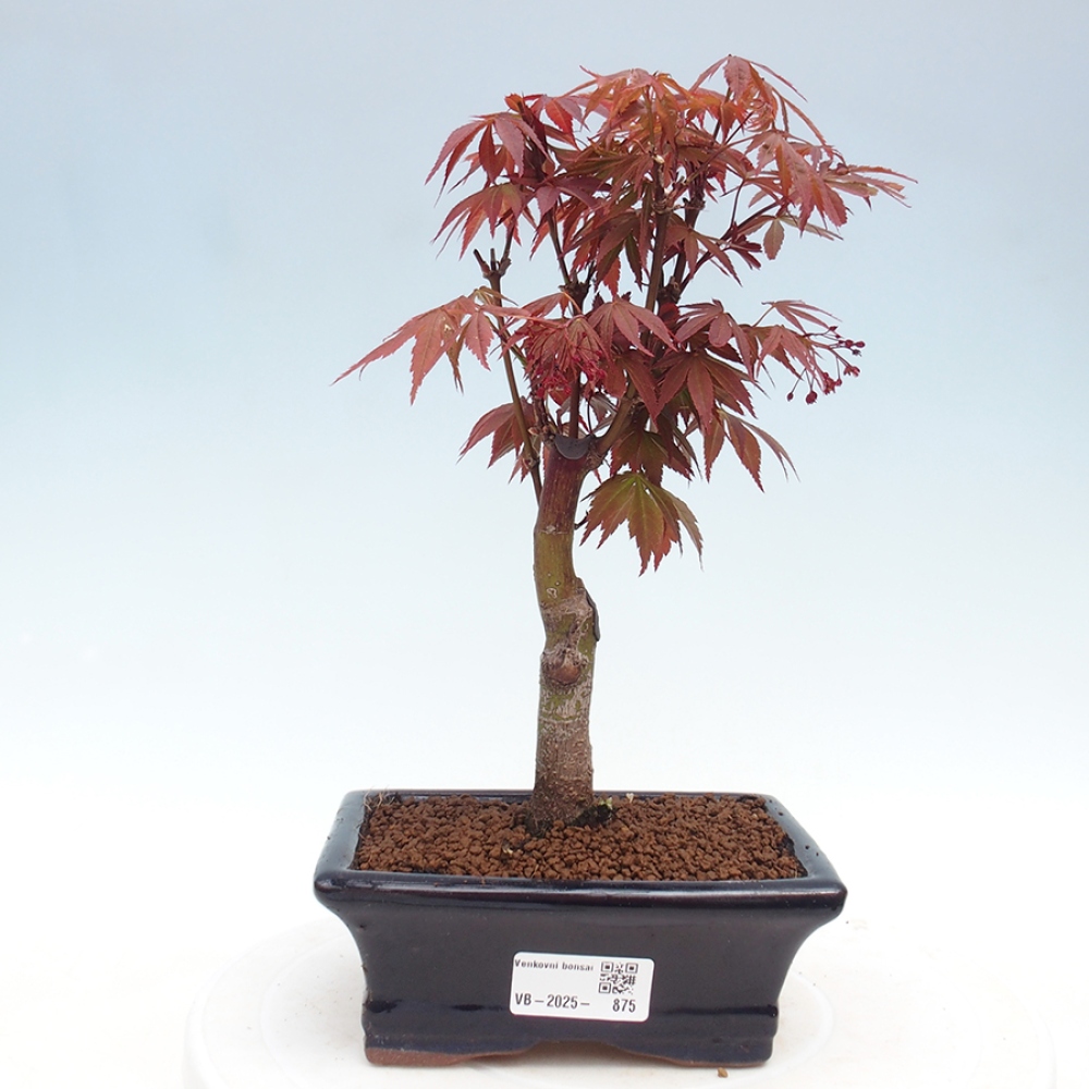 Outdoor bonsai - Acer palm. Atropurpureum-Palmleaf Maple