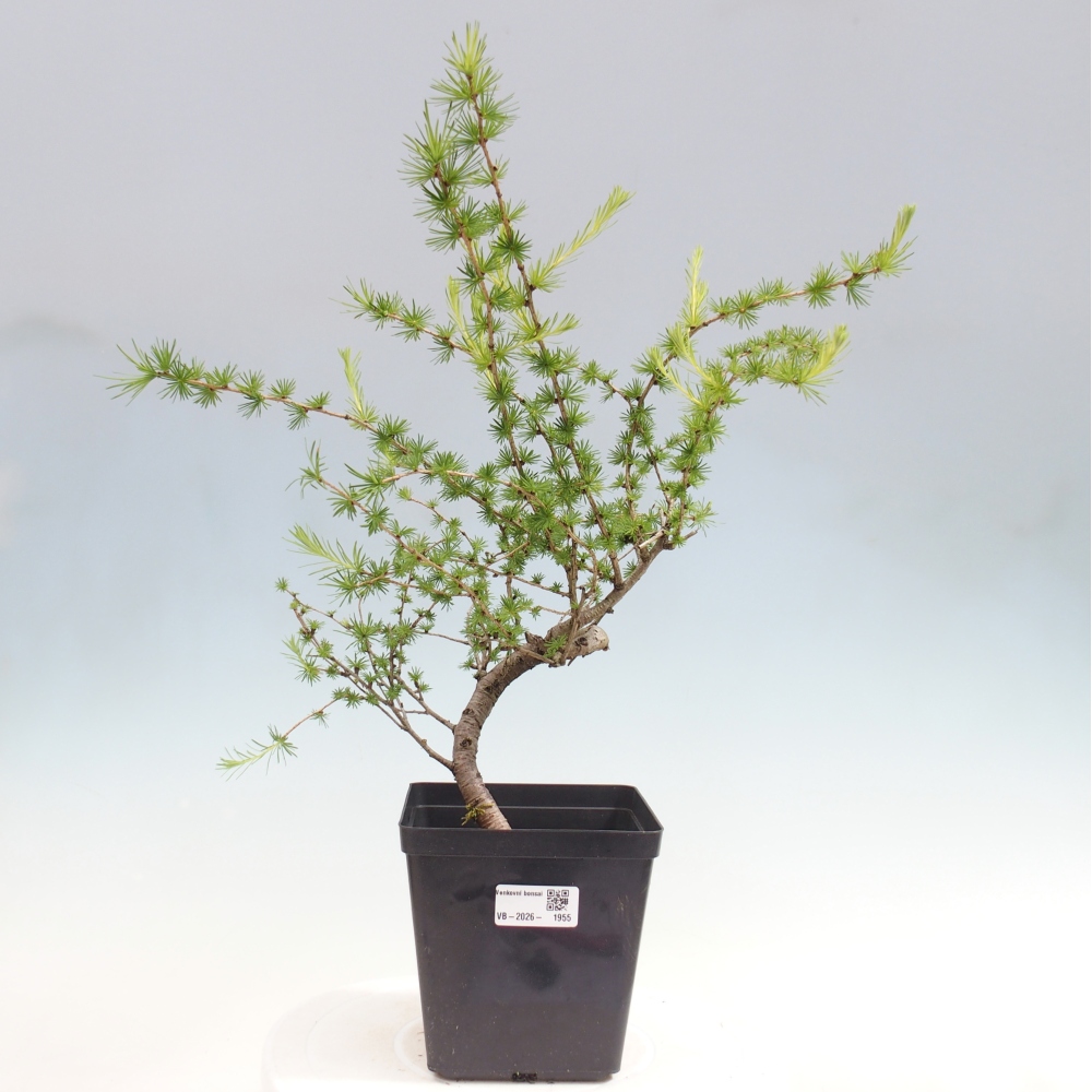 Outdoor bonsai -Larix decidua - Larch