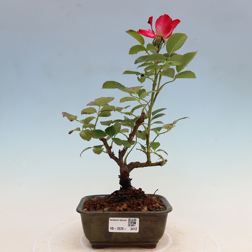 Outdoor Bonsai - Rosa Kordes - Rose