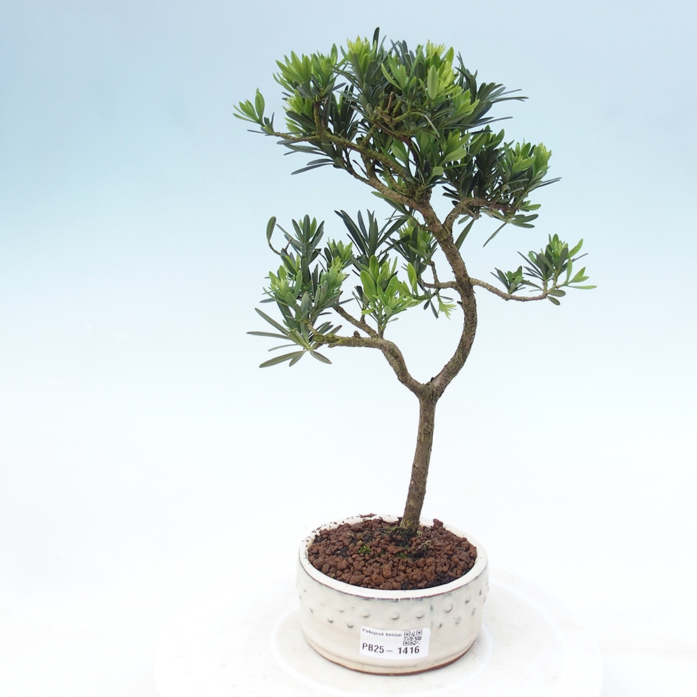 Indoor bonsai - Podocarpus - Stone thous
