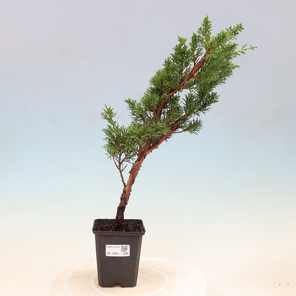 Outdoor bonsai - Juniperus chinensis Kishu
