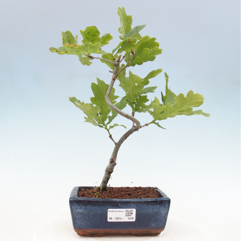 Outdoor bonsai - Quercus robur - oak
