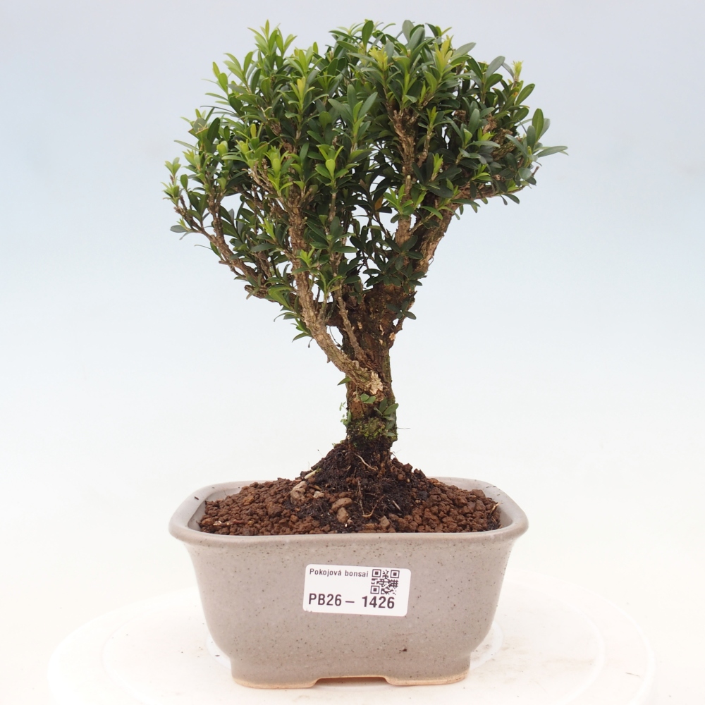 Room bonsai - Buxus harlandii - cork buxus