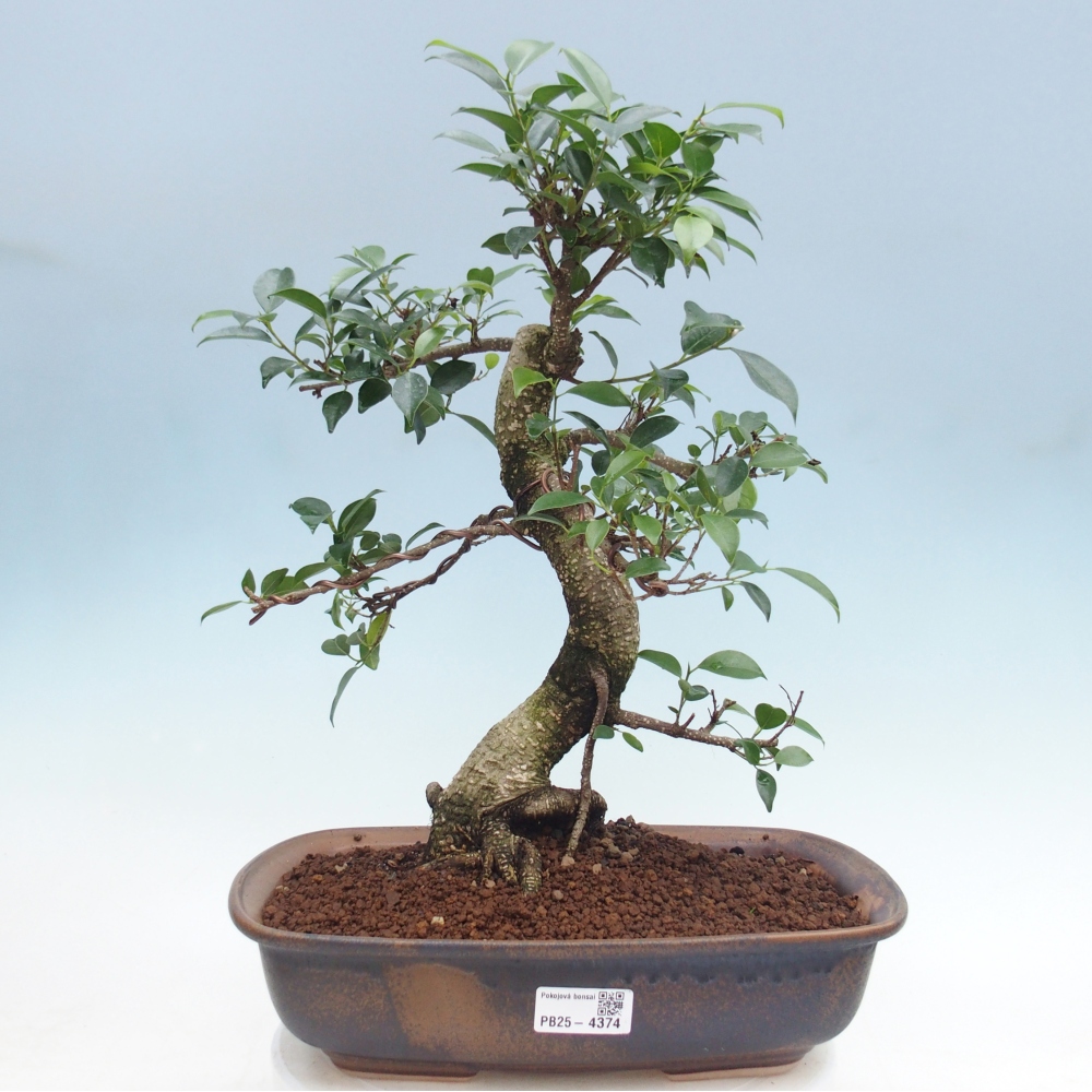 Room bonsai - Ficus retusa - small-leaved ficus