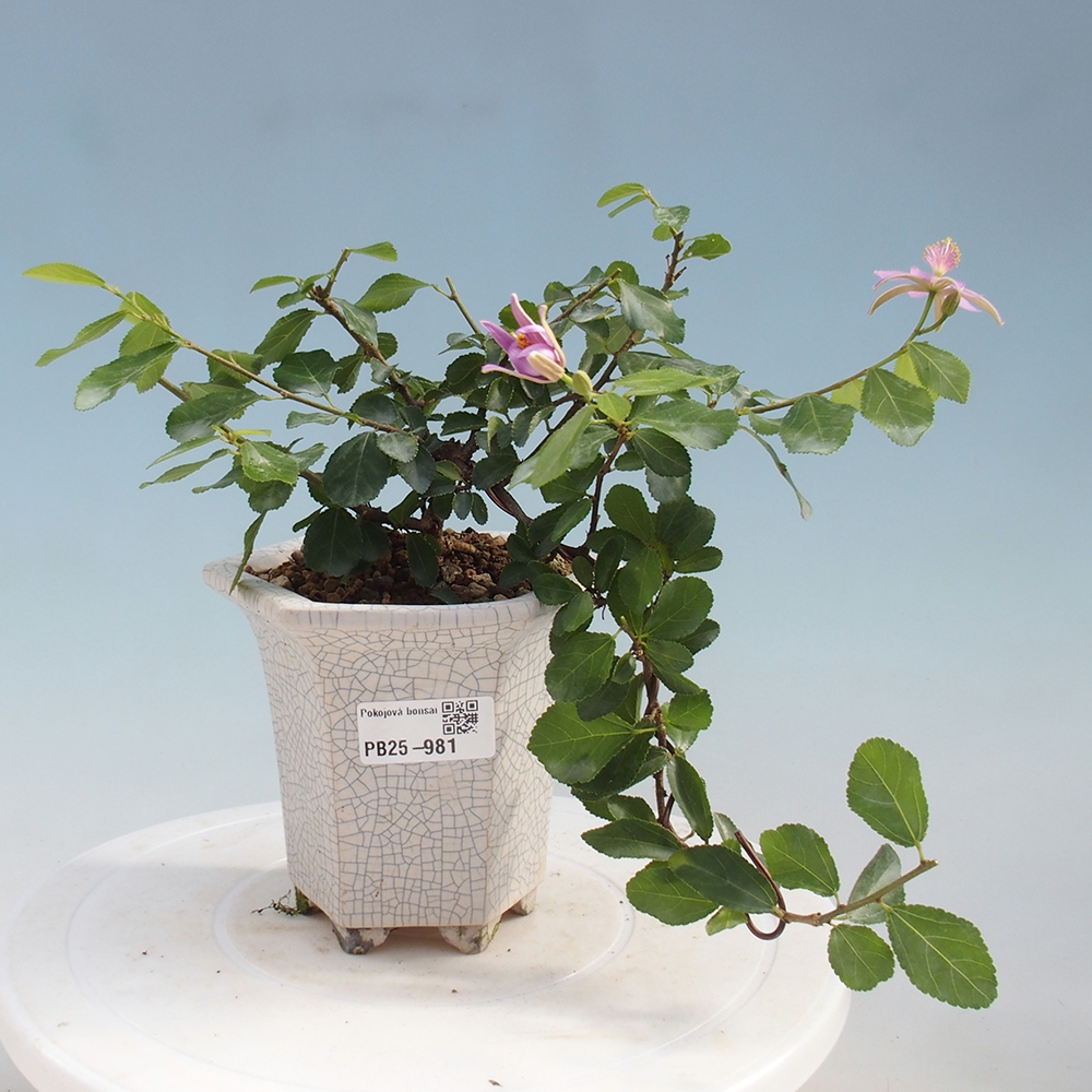 Indoor bonsai - Grewia occidentalis - Lavender star