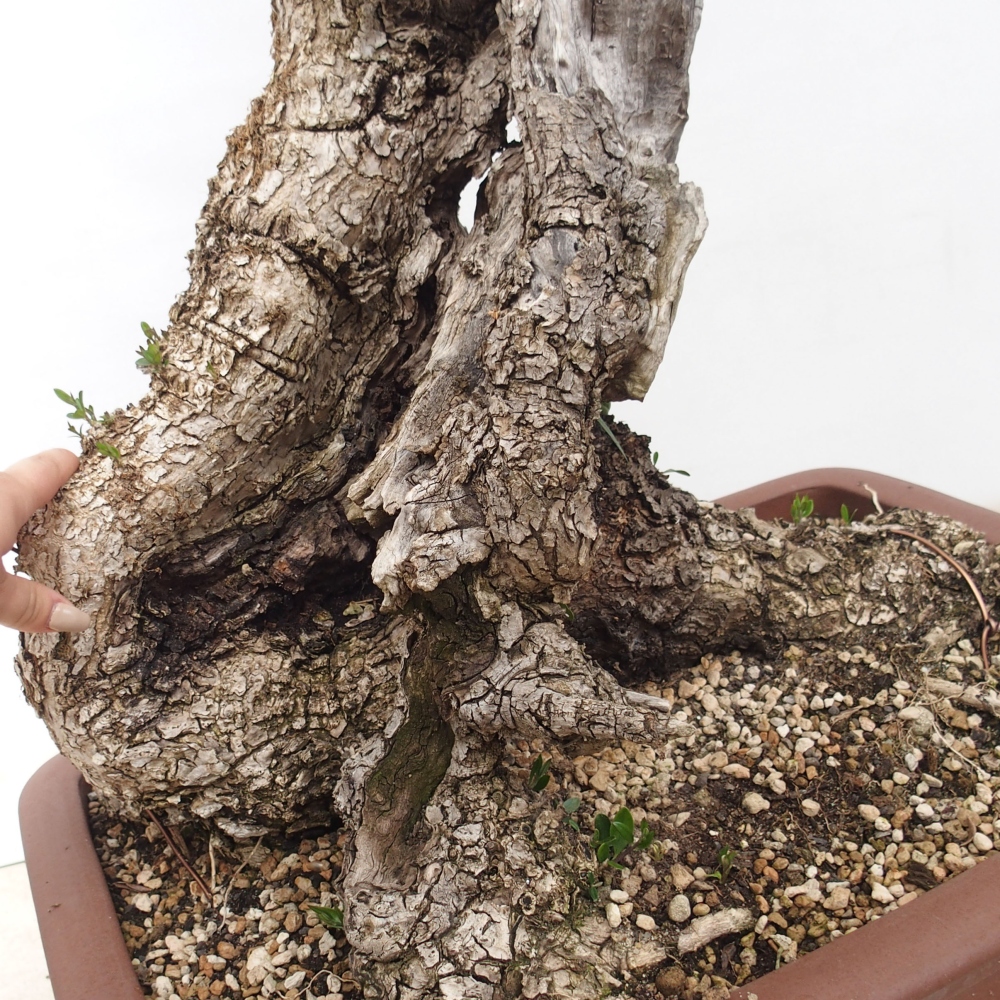 Indoor bonsai - Olea europaea sylvestris - European small-leaved olive oil