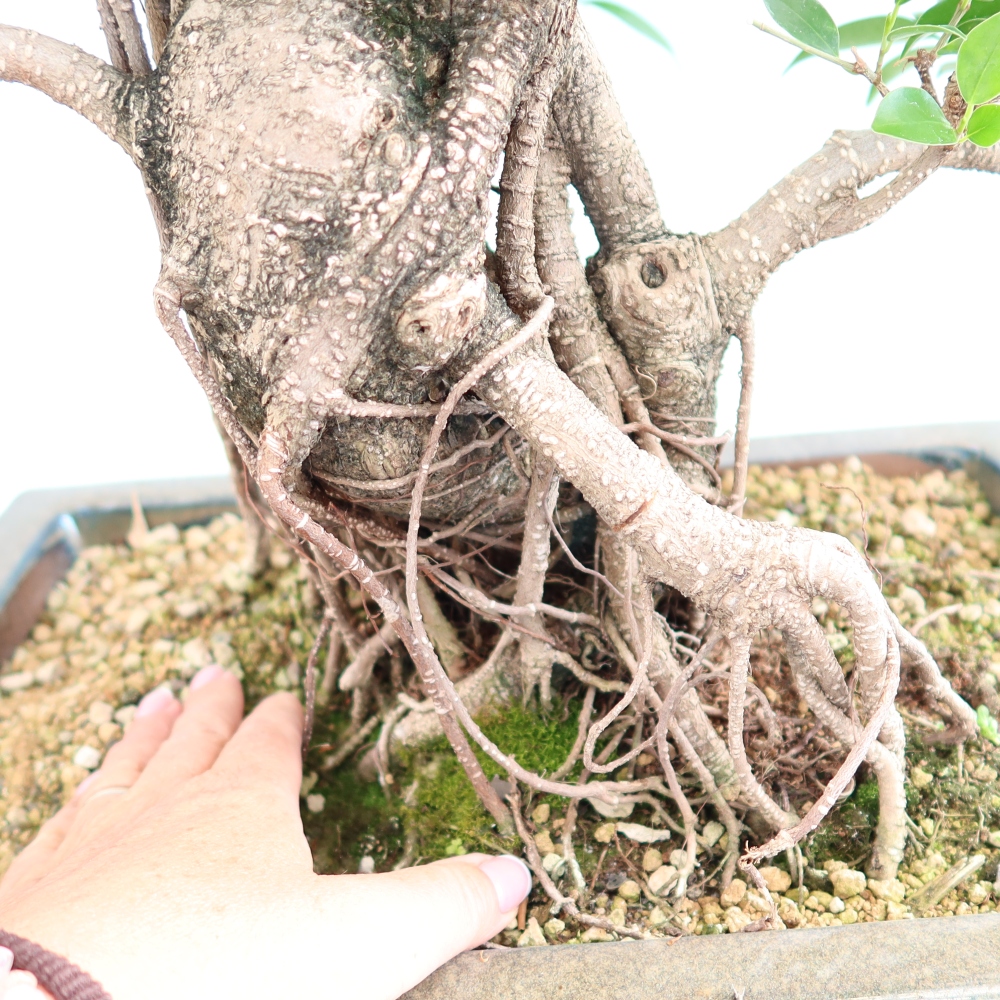 Room bonsai - Ficus kimmen - small-leaved ficus