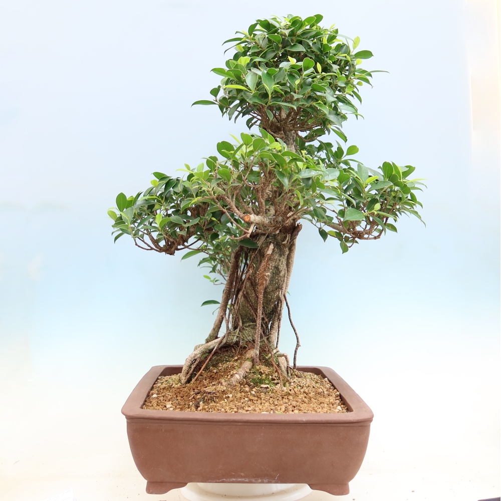 Room bonsai - Ficus kimmen - small-leaved ficus