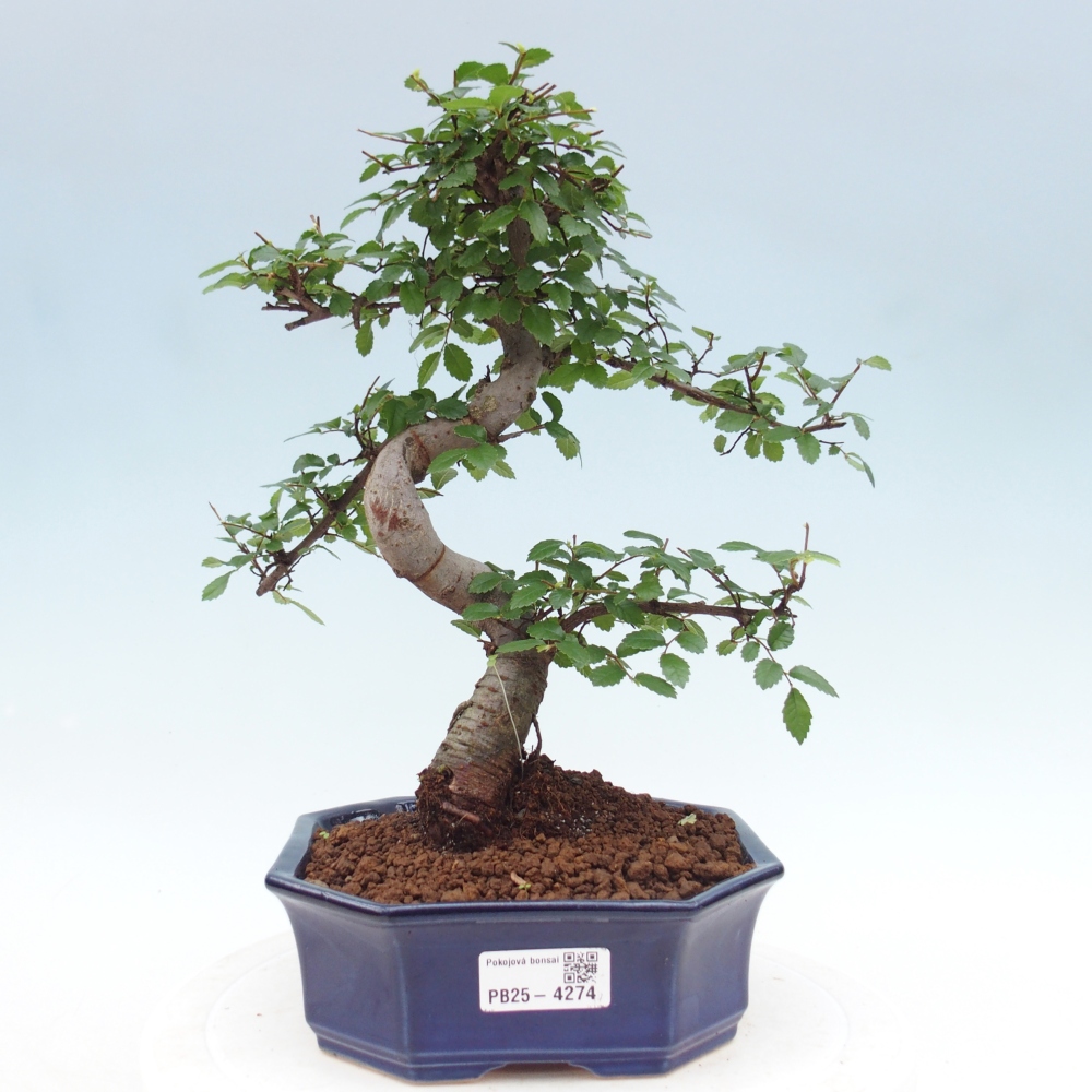 Room bonsai - Ulmus parvifolia - Small-leaved elm