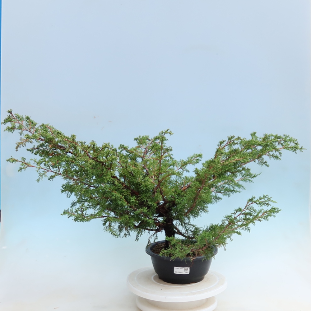 Outdoor Bonsai - Juniperus chinensis Itoigawa - Chinese Juniper