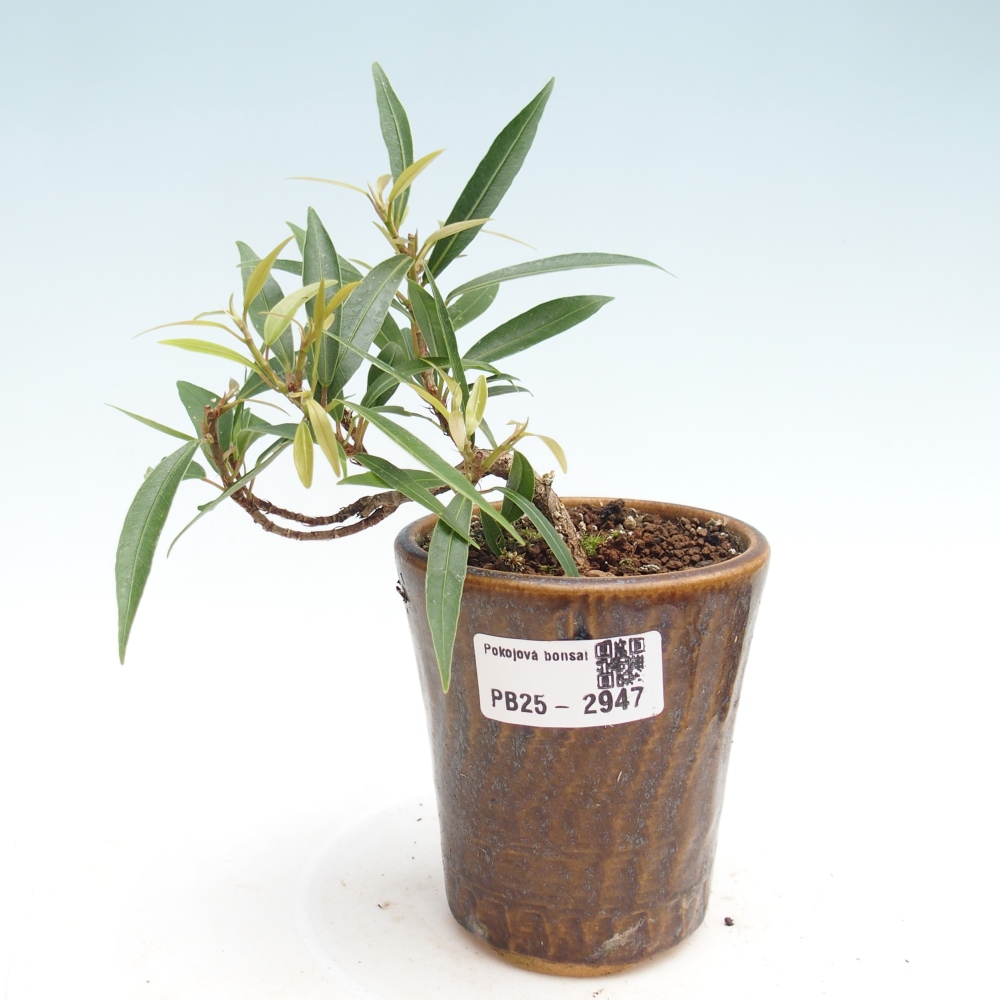 Indoor bonsai - Ficus nerifolia - small-leaved ficus