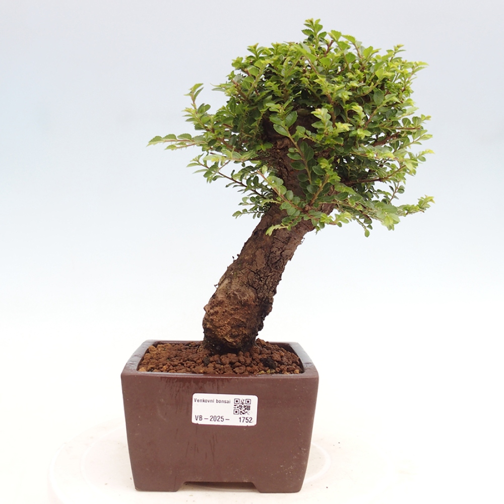 Outdoor bonsai - Ulmus parvifolia Hokkaido - Chinese elm
