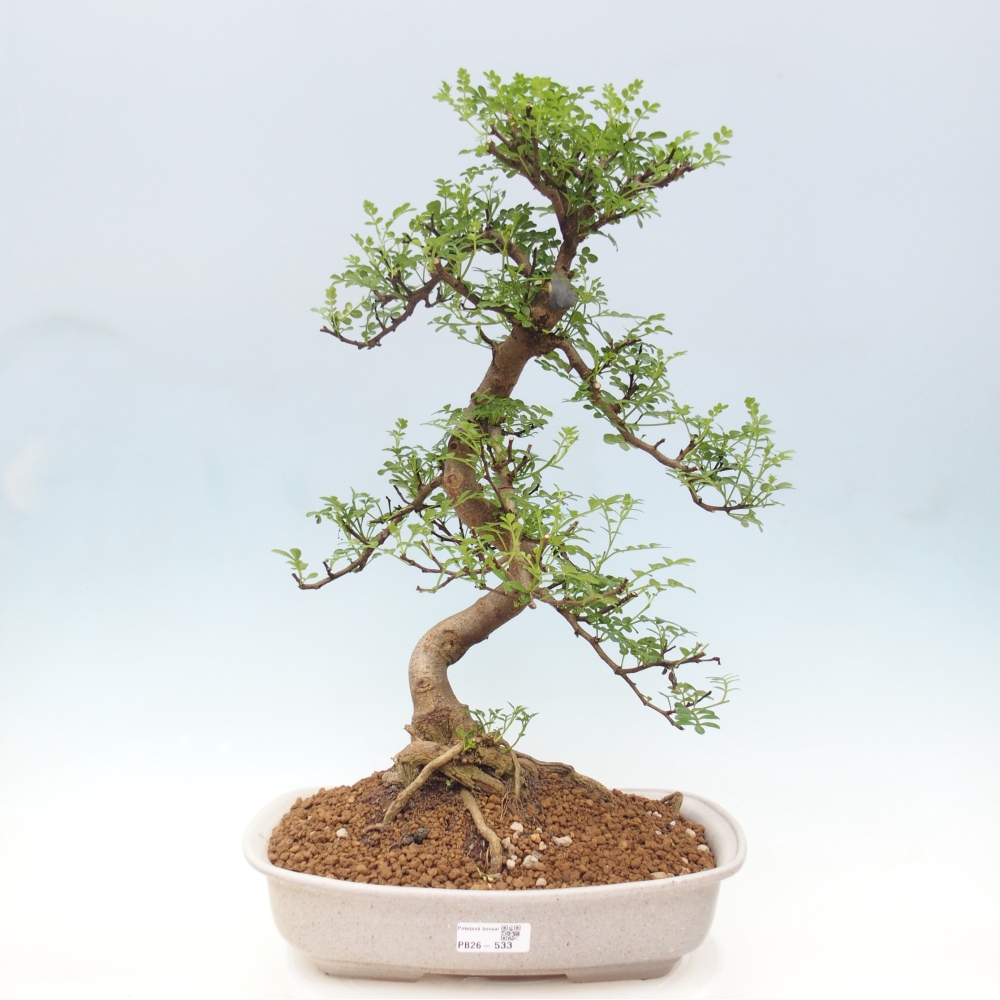 Room bonsai - Zantoxylum piperitum - pepper tree