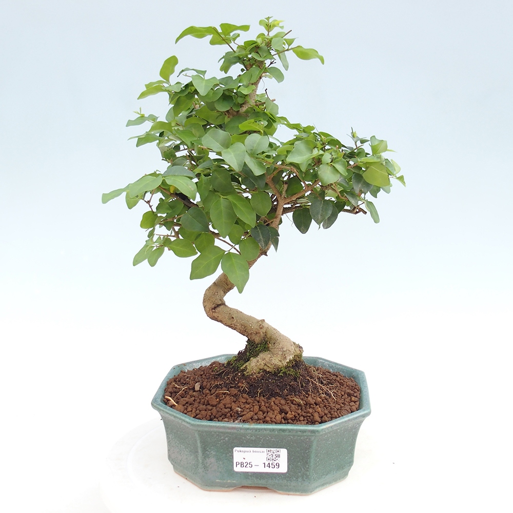 Indoor bonsai -Ligustrum chinensis - Bird's beak