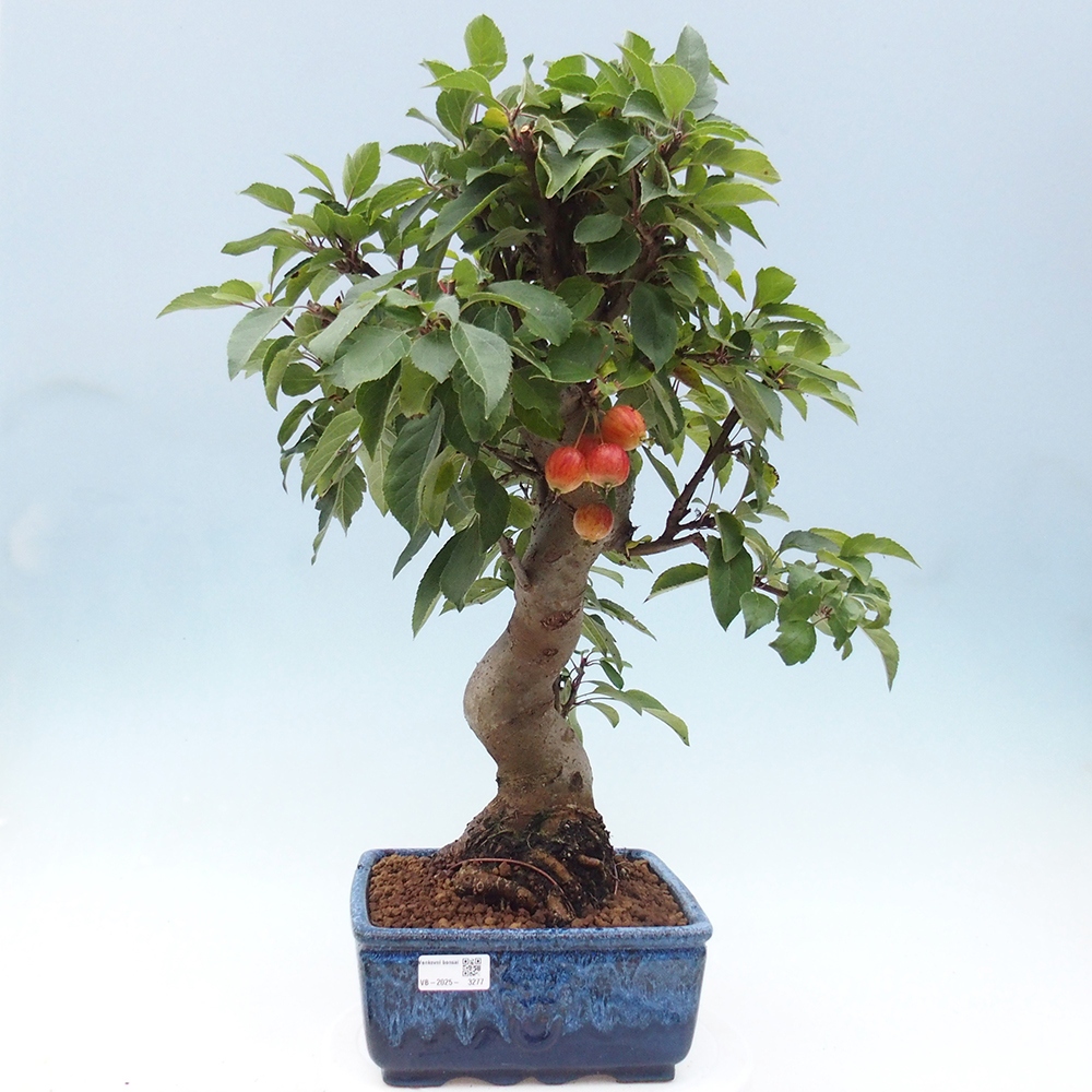 Outdoor bonsai - Malus halliana - Small-fruited apple tree