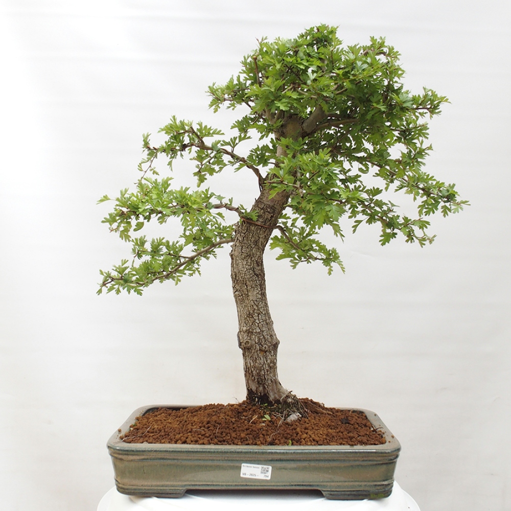 Outdoor bonsai - Hawthorn - Crataegus monogyna