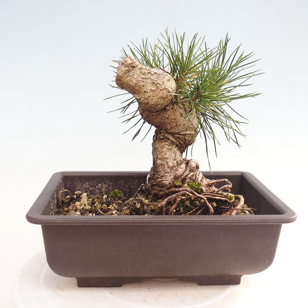 Outdoor bonsai - Pinus thunbergii - Thunberg pine