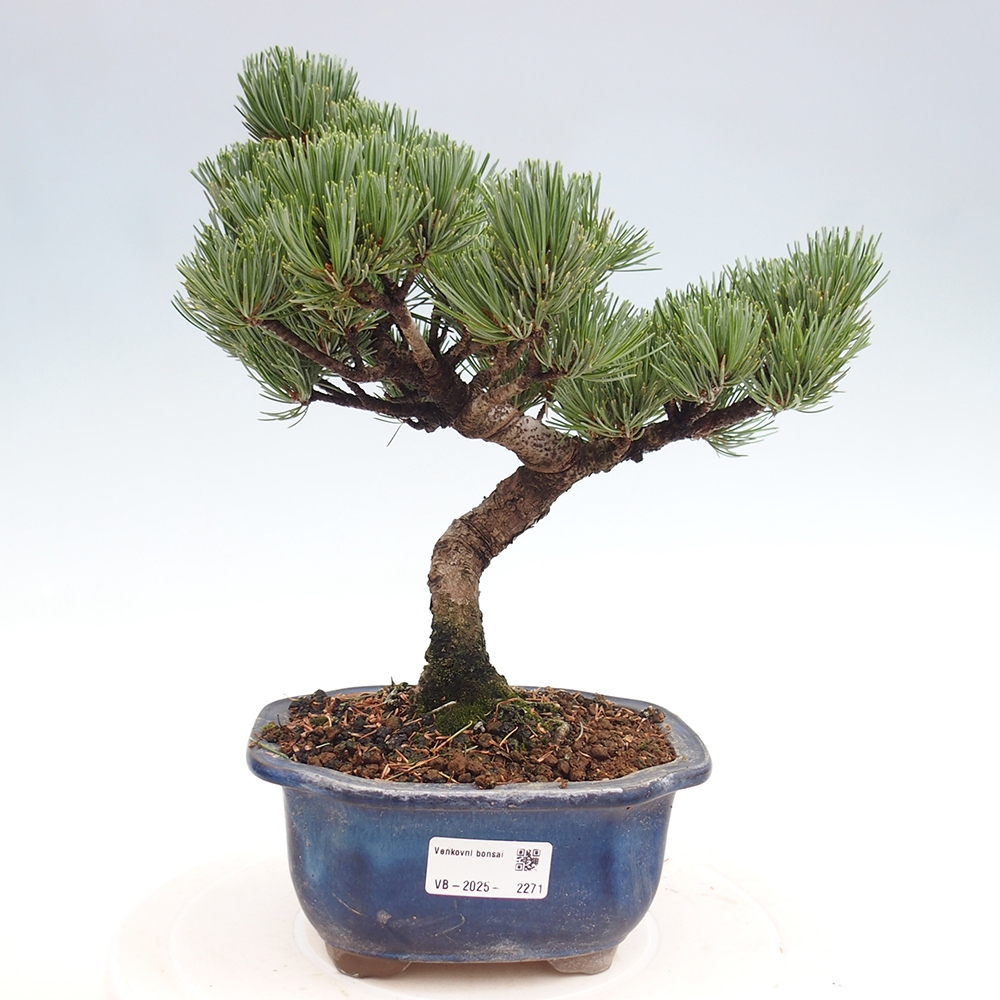 Outdoor bonsai - Pinus parviflora - Small pine tree