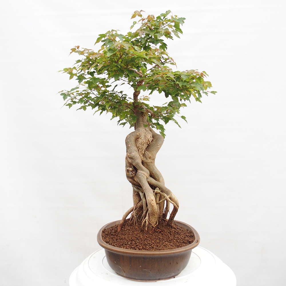 Outdoor bonsai - Maple Buergerianum - Burger Maple