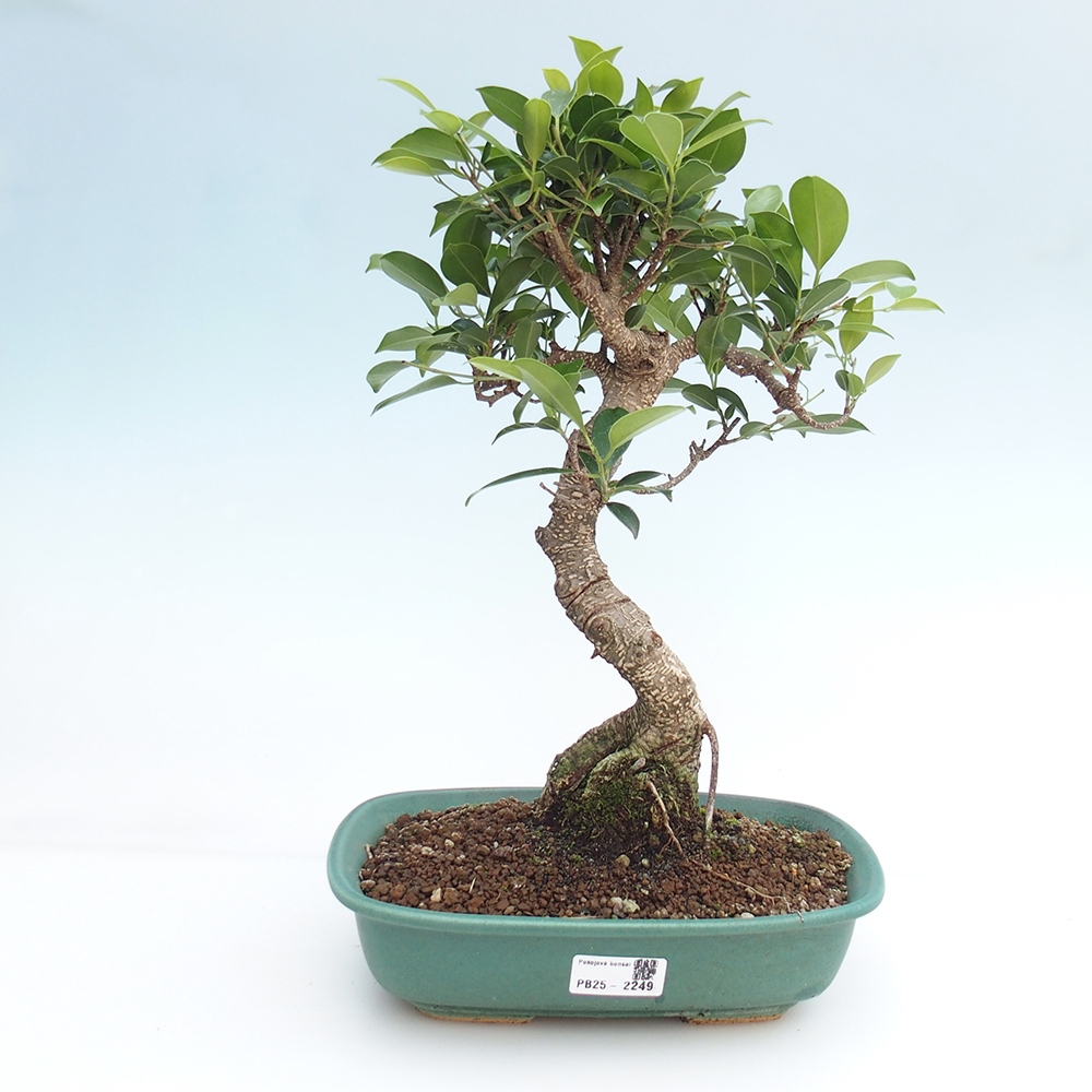 Indoor bonsai - Ficus kimmen - small-leaved ficus