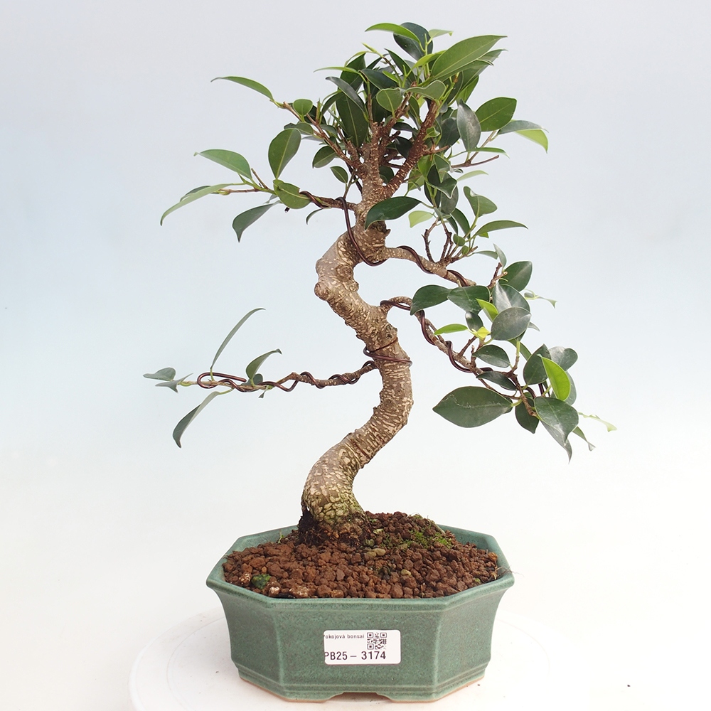 Indoor bonsai - Ficus retusa - small ficus