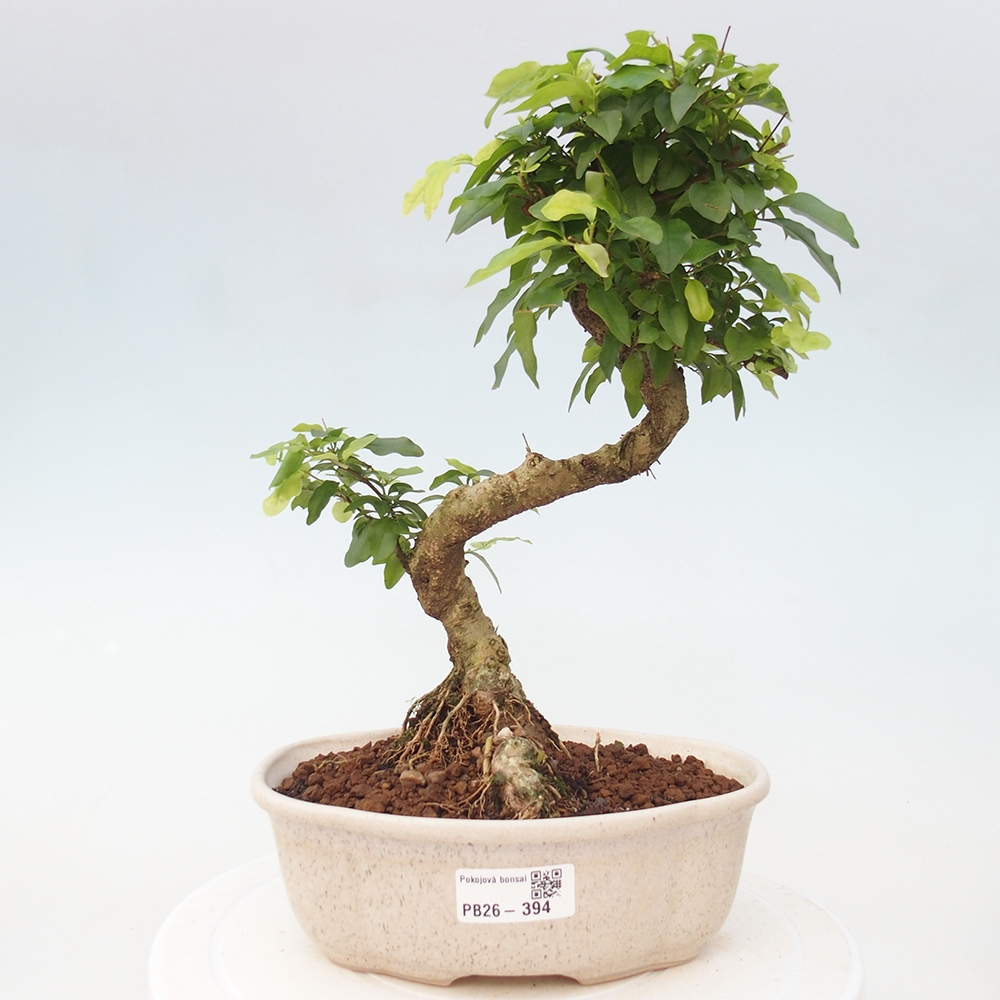 Room bonsai -Ligustrum chinensis - Birds Beak