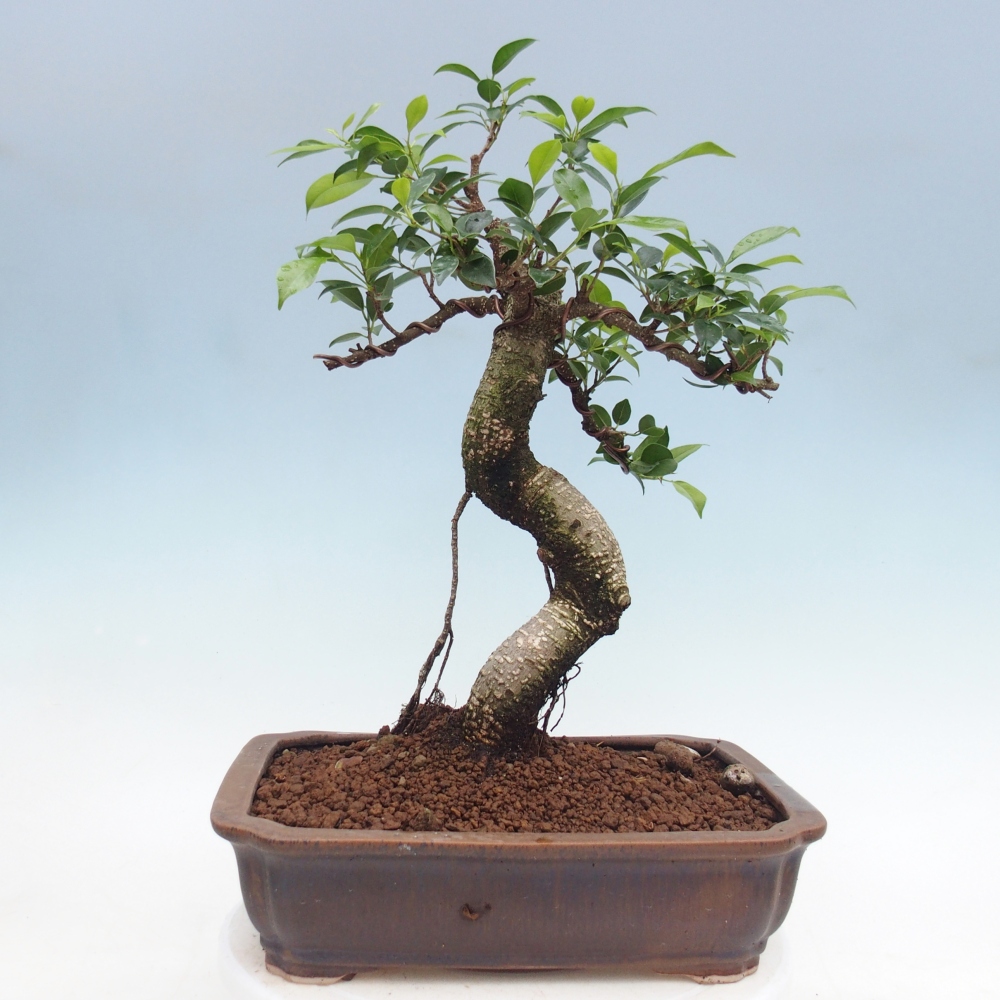 Room bonsai - Ficus kimmen - small-leaved ficus