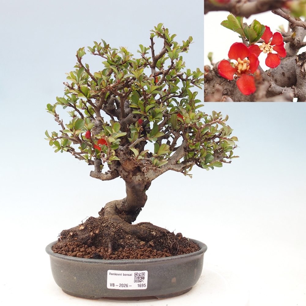 Outdoor bonsai - Chaneomeles speciosa - Quince