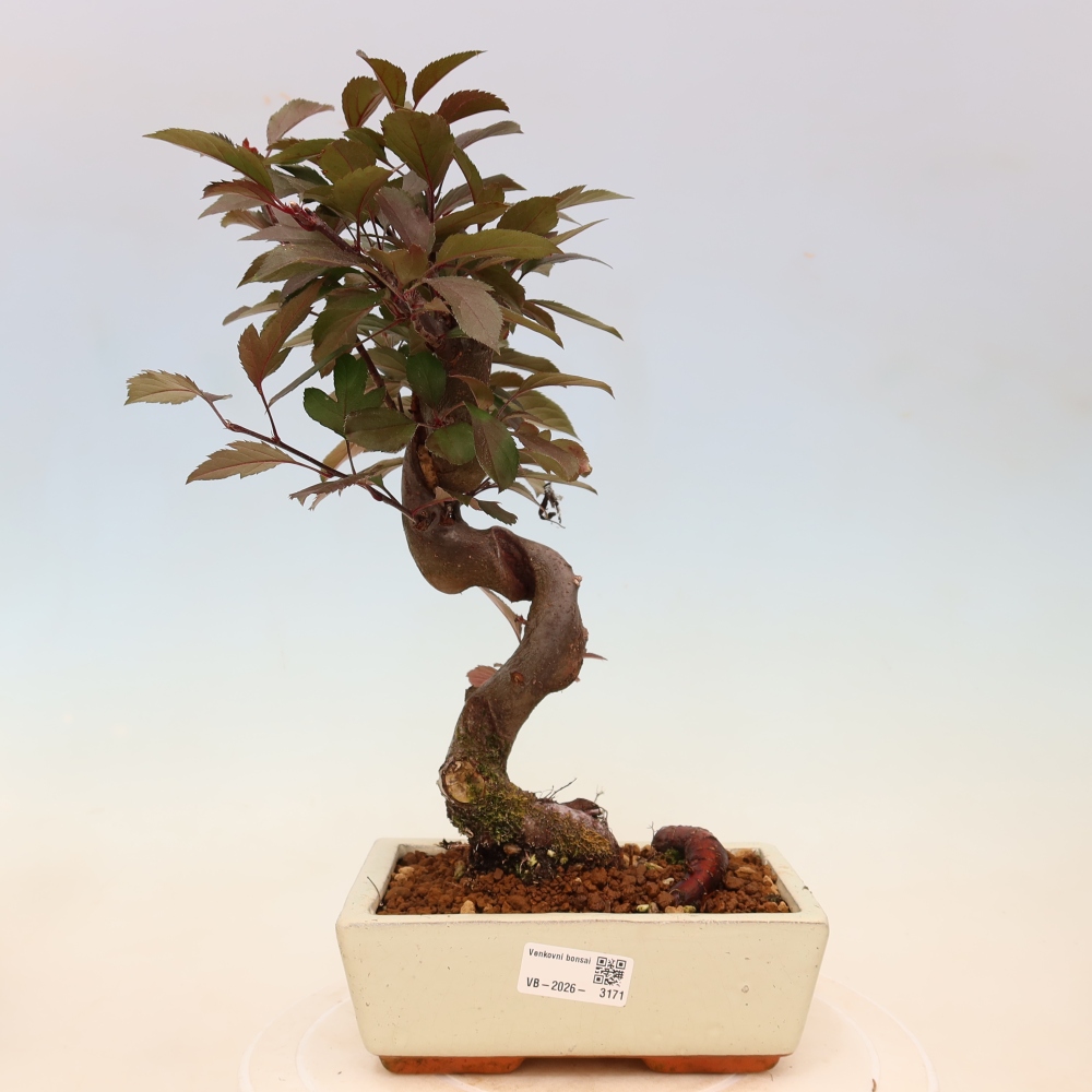Outdoor bonsai -Malus domestica - Small-fruited red-leaved apple tree