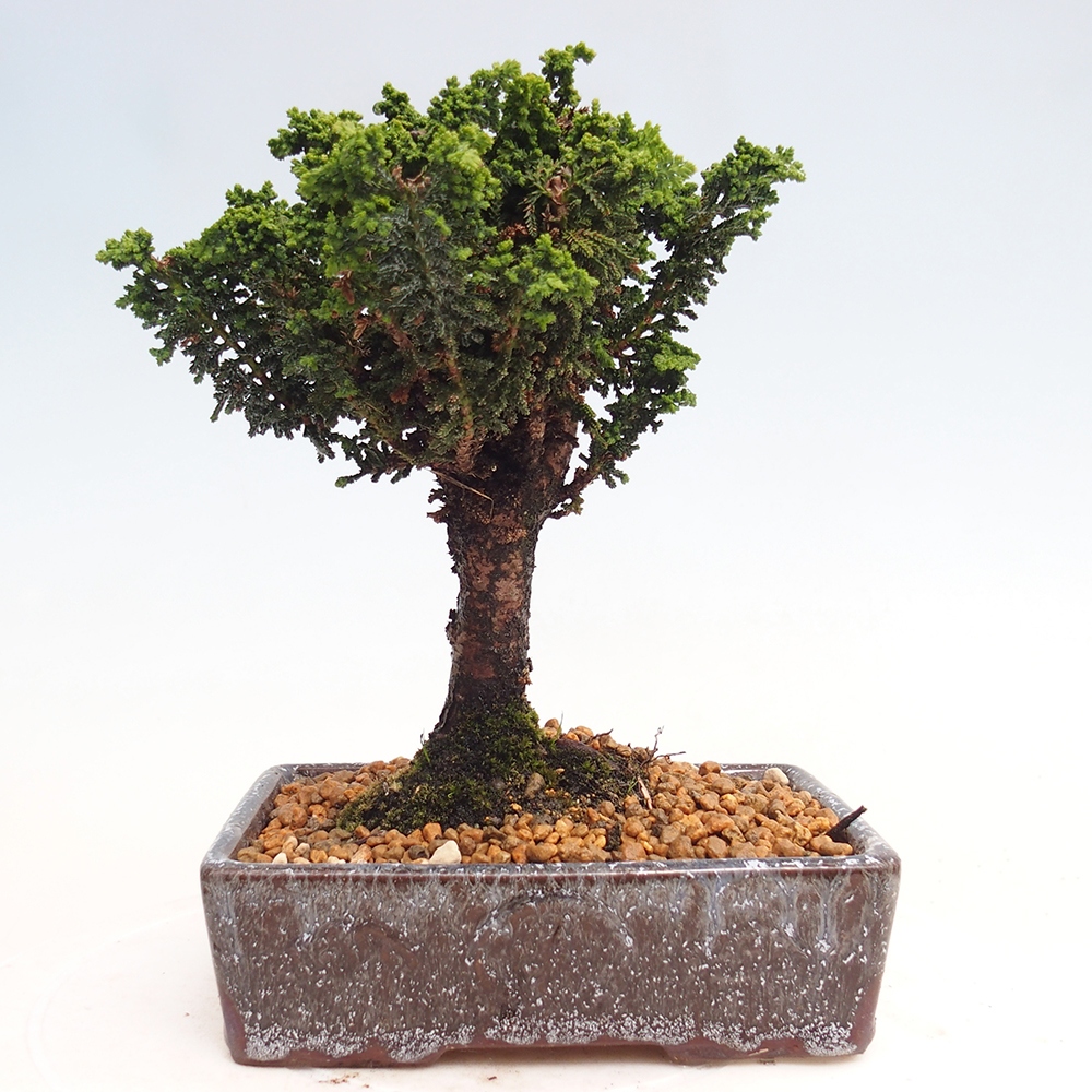 Outdoor bonsai - Cham. obtusa SEKKA HINOKI - Cypress