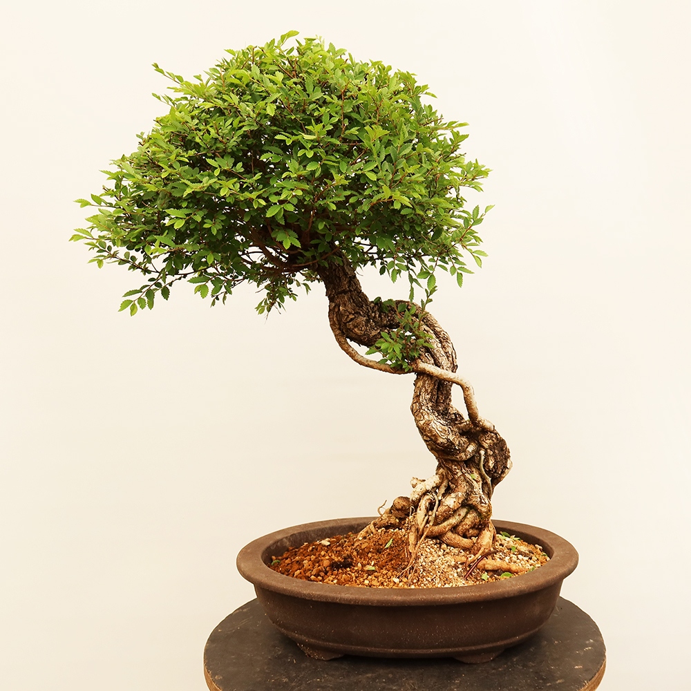 Outdoor bonsai - Zelkova - Zelkova NIRE