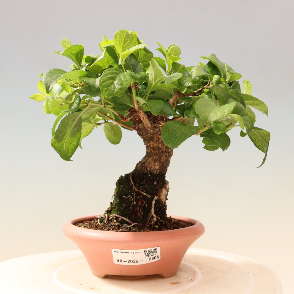 Outdoor bonsai - Celastrus orbiculatus