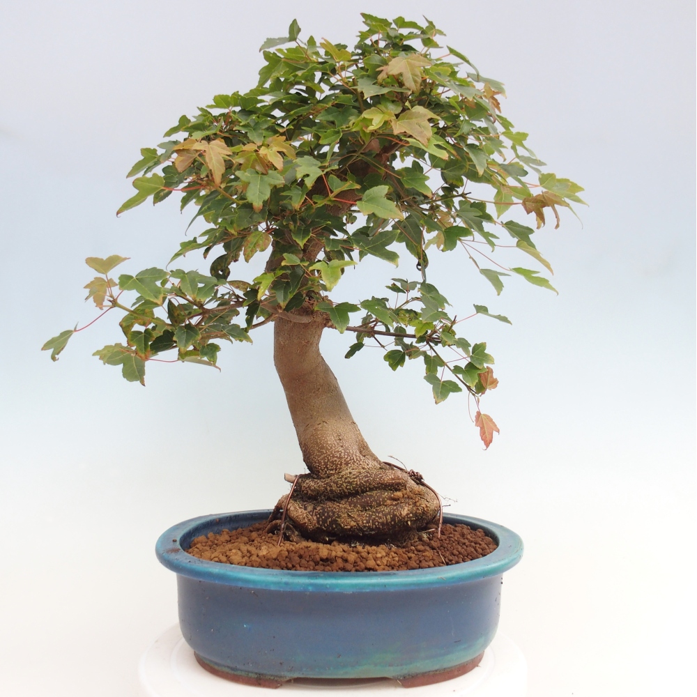 Outdoor bonsai - Maple Buergerianum - Burger Maple