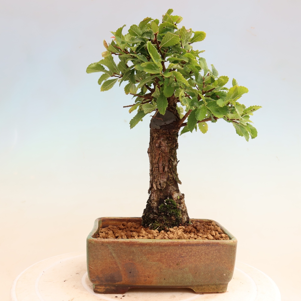 Outdoor bonsai - Zelkova - Zelkova NIRE