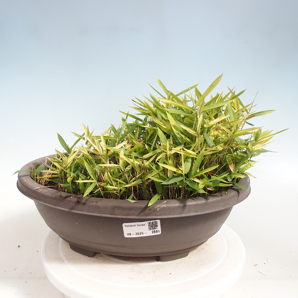 Outdoor bonsai - Pleioblastus argenteostriatus f.pumilus - Dwarf bamboo