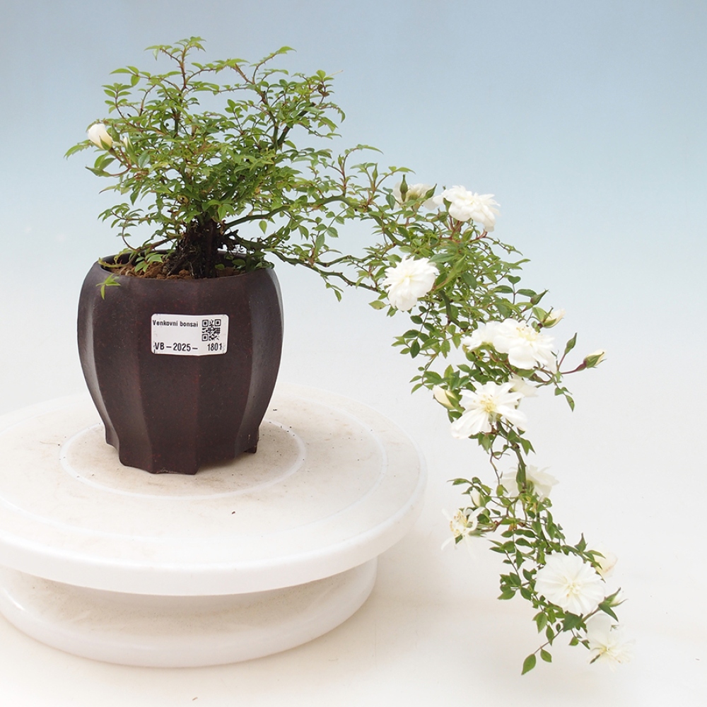 Outdoor bonsai - Rosa Sea Foam -  rose