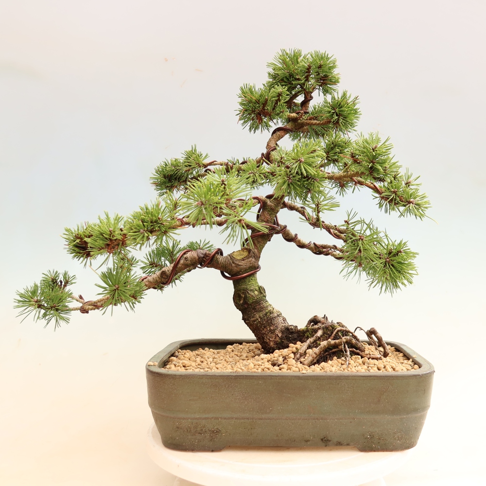 Outdoor Bonsai - Pinus mugo Humpy  - Mountain Pine