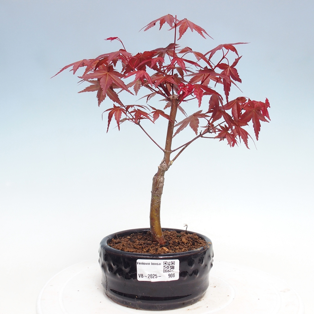 Outdoor bonsai - dlanitolistý Maple - Acer palmatum DESHOJO